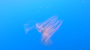 Vagabondi del mare - Glass Ctenophore