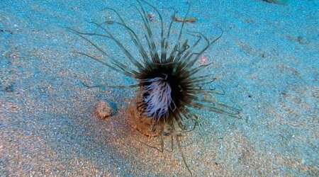 Cylinder anemone Cerianthus membranaceus Anemone intotheblue.it