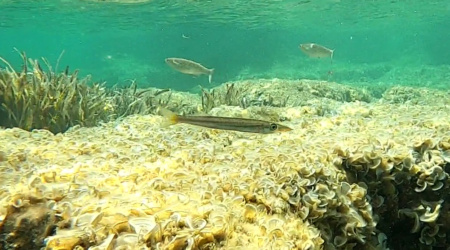 European barracuda Sphyraena sphyraena Barracuda europeo Luccio di mare - www.intotheblue.it