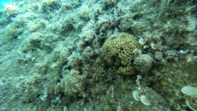 Cushion coral Cladocora caespitosa Madrepora a cuscino-2023-08-01-07h21m46s727