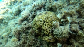 Cushion coral Cladocora caespitosa Madrepora a cuscino-2023-08-01-07h22m57s104