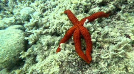 Red starfish Echinaster sepositus Stella marina rossa www.intotheblue.it