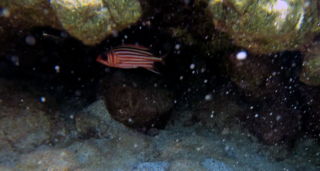 Red Squirrelfish Pesce Scoiattolo rosso Adioryx rubra Sargocentron rubrum www.intotheblue.it