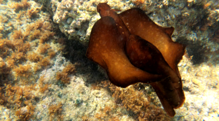 Ballerina spagnola del Mediterraneo Lepre marina Aplysia depilans Spanish Mediterranean dancer Depilatory sea hare www.intotheblue.it