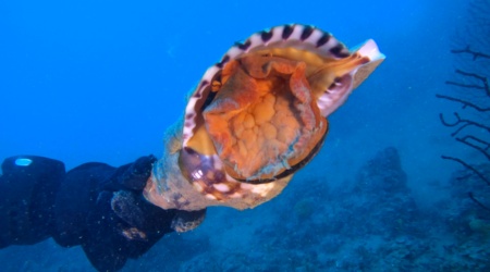 Giant triton - Charonia tritonis - Tritone mediterraneo - www.intotheblue.it