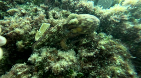 Octopus and date shell, date mussel Lithophaga lithophaga intotheblue.it