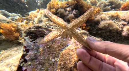 Variable spiny starfish - Coscinasterias tenuispina - Stella marina spinosa variabile - www.intotheblue.it