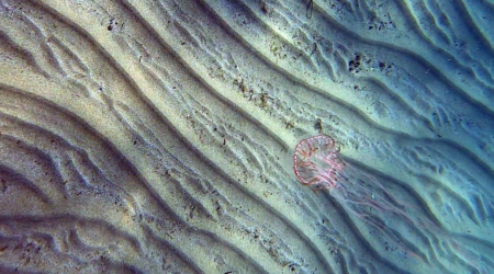 Cigar jellyfish - Medusa Olindia - Olindias phosphorica – www.intotheblue.it