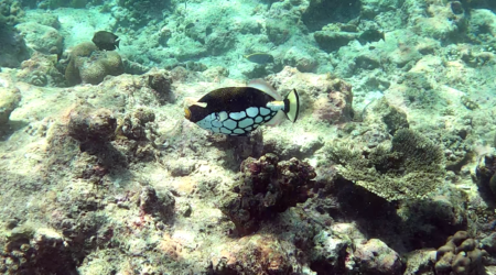 Clown Triggerfish Balistoides conspicillum Pesce Balestra Pagliaccio www.intotheblue.it