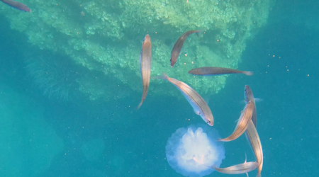 Bogues that devour a Barrel jellyfish - Boghe che divorano un Polmone di mare - www.intotheblue.it