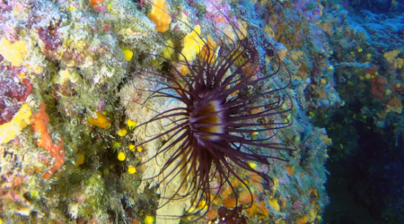 Cylinder anemone - Anemone cilindrico - Anemone tubolare - Cerianthus membranaceus - www.intotheblue.it