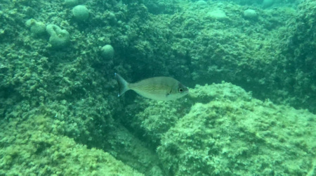 Black seabream Tanuta Cantaro Spondyliosoma cantharus - intotheblue.it