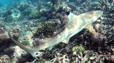 Blaktip reef Shark - Squalo Pinna nera - Carcharhinus melanopterus - www.intotheblue.it