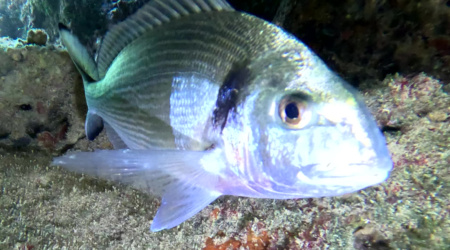 Gilt-head bream Sparus aurata Orata www.intotheblue.it