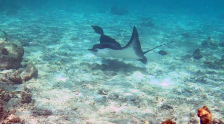 Spotted Eagle Ray - Aquila di Mare Maculata - Aetobatus narinari - www.intotheblue.it