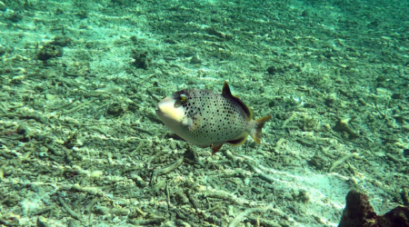 young Titan triggerfish - giovane Balestra Titano - young Giant triggerfish - Balistoides viridescens - www.intotheblue.it