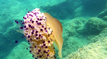 Mediterranean jellyfish - Cassiopea mediterranea - Cotylorhiza tuberculata - www.intotheblue.it