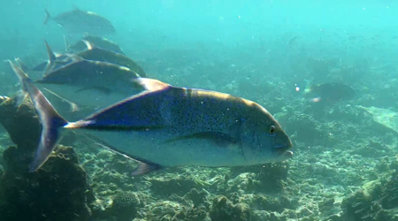 Giant Trevally - Carango gigante indopacifico - Caranx ignobilis - www.intotheblue.it