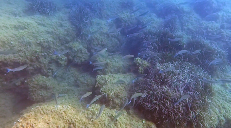 School of grey Mullet grazing - Branco di Muggini al pascolo - www.intotheblue.it