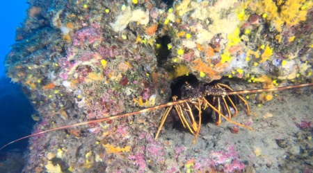 Mediterranean lobster Palinurus elephas Aragosta mediterranea www.intotheblue.it