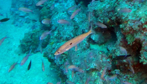 Picarel fish Spicara smaris
