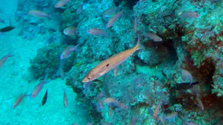 Picarel fish – Spicara smaris – Zerro – www.intotheblue.it-2023-04-29-17h01m03s829