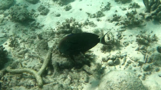 Palelipped surgeonfish – Pesce chirurgo labbra chiare – Acanthurus leucocheilus – www.intotheblue.it-2023-11-21-14h17m32s351
