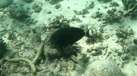 Palelipped surgeonfish - Pesce chirurgo labbra chiare - Acanthurus leucocheilus - www.intotheblue.it