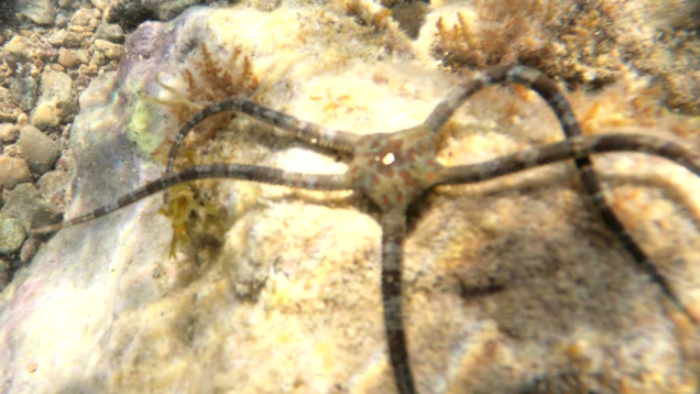 T_Brittle starfish Ophioderma longicauda Stella serpentina liscia-2024-06-09-10h02m29s303