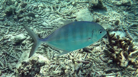 Carangoides ferdau - Blue Trevally - Carangide di Ferdau - Carangide blu - www.intothwblue.it