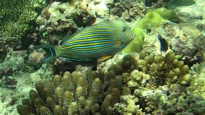 Lined Surgeonfish - Acanthurus lineatus