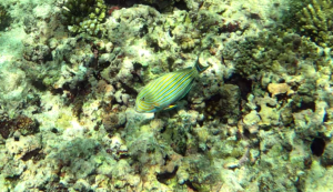 Lined Surgeonfish Acanthurus lineatus