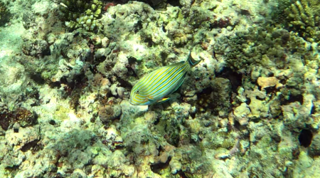 Lined Surgeonfish - Blue-lined Surgeonfish - Pesce Chirurgo in pigiama - Pesce Chirurgo striato - Acanthurus lineatus - www.intotheblue.it