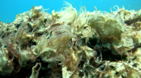 coastal Mucilage caused by marine warming - Mucillagine costiera causata dal riscaldamento marino - www.intotheblue.it