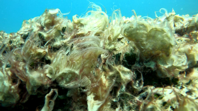 coastal Mucilage caused by marine warming – Mucillagine costiera causata dal riscaldamento marino – www.intotheblue.it-2024-01-31-12h03m06s932