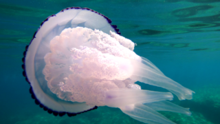 Medusa mediterranea Rhizostoma pulmo – Polmone di mare – Big mediterranean barrel jellyfish – www.intotheblue.it-2024-01-31-15h05m41s482