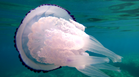 Medusa mediterranea Rhizostoma pulmo - Polmone di mare - Big mediterranean barrel jellyfish - www.intotheblue.it