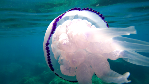 Medusa mediterranea Rhizostoma pulmo – Polmone di mare – Big mediterranean barrel jellyfish – www.intotheblue.it-2024-01-31-15h09m09s191