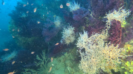 Basket star in appointment to reproduce - Stelle Gorgone in procreazione - Astrospartus mediterraneus - www.intotheblue.it