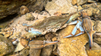 Blue king crab or blue crab - Callinectes sapidus
