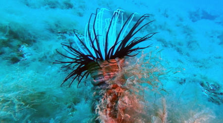 Cylinder anemone - Cerianthus membranaceus - Anemone cilindrico o Anemone tubolare - www.intotheblue.it