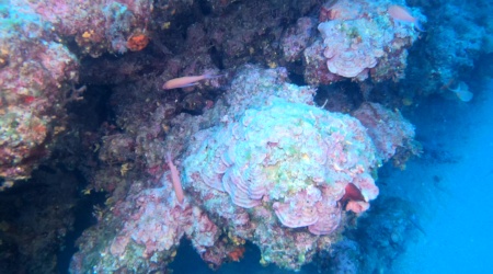 Lichene marino o Alga corallina Lithophyllum stictiforme Red algae Marine lichen intottheblue.it