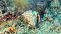 Hermit Crab Anemone - Calliactis parasitica