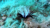 Cylindrical anemone - Cerianthus Membranaceus