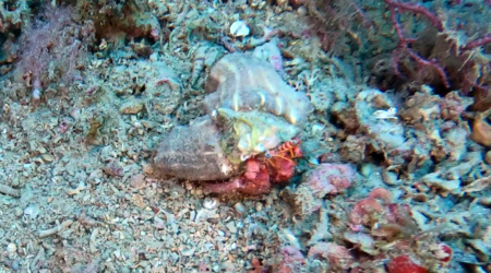 Symbiosis between hermit crab and anemone - Simbiosi tra paguro e anemone - intotheblue.it