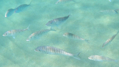 School of Sand steenbras or Striped seabream – Branco di Mormore  o Marmore – Lithognathus mormyrus – www.intotheblue.it-2024-07-07-14h15m57s968