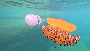 Mediterranean increasingly warm: record temperatures and jellyfish