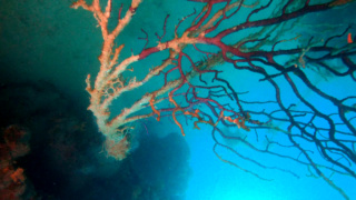 Red gorgonian Gorgonia rossa Paramuricea clavata Sustainable fishing Pesca sostenibile_s230