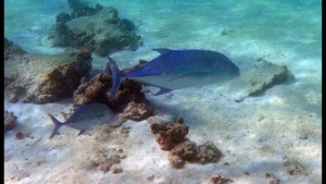 Bluefin Trevally