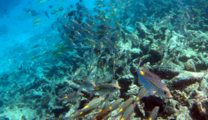 Striped large-eye bream